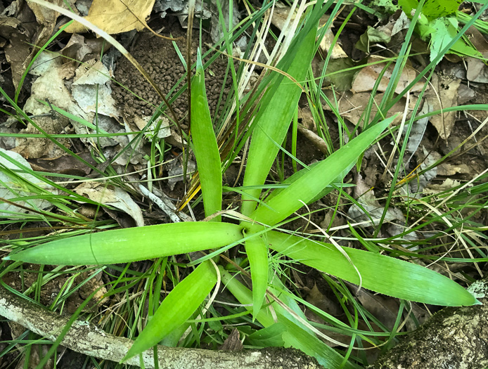 image of Manfreda virginica ssp. virginica, Eastern Agave, Eastern False-aloe, Rattlesnake-master, American Aloe