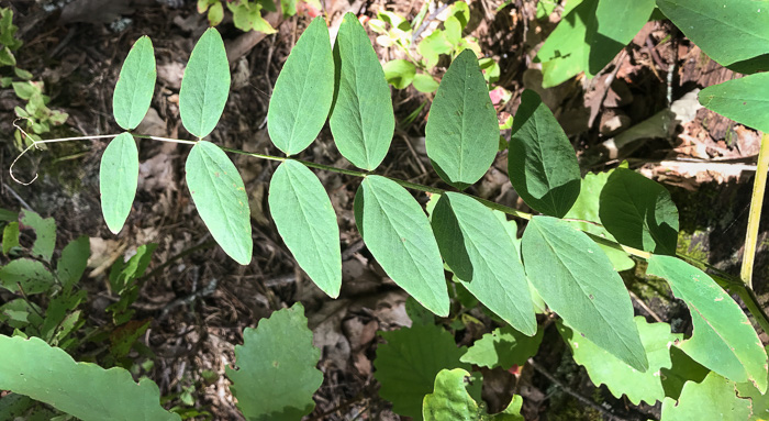 Lathyrus venosus var. venosus, Smooth Forest Pea, Veiny Pea, Wood Pea, Bush Vetch