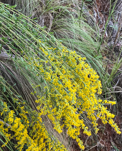image of Solidago nemoralis, Eastern Gray Goldenrod