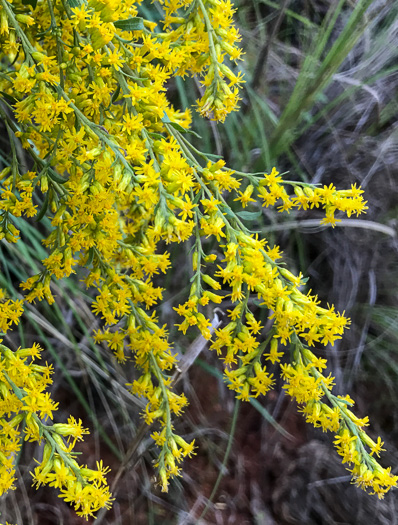 image of Solidago nemoralis, Eastern Gray Goldenrod