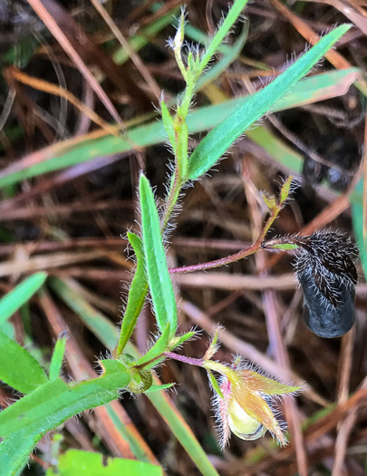 image of Crotalaria sagittalis var. sagittalis, Arrowhead Rattlebox, Common Rattlebox