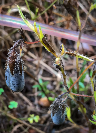 image of Crotalaria sagittalis var. sagittalis, Arrowhead Rattlebox, Common Rattlebox
