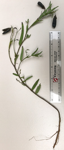 image of Crotalaria sagittalis var. sagittalis, Arrowhead Rattlebox, Common Rattlebox