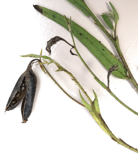 image of Crotalaria sagittalis var. sagittalis, Arrowhead Rattlebox, Common Rattlebox