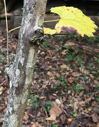 image of Vitis rotundifolia, Muscadine, Scuppernong