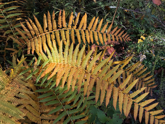 image of Osmundastrum cinnamomeum ssp. cinnamomeum, Cinnamon Fern