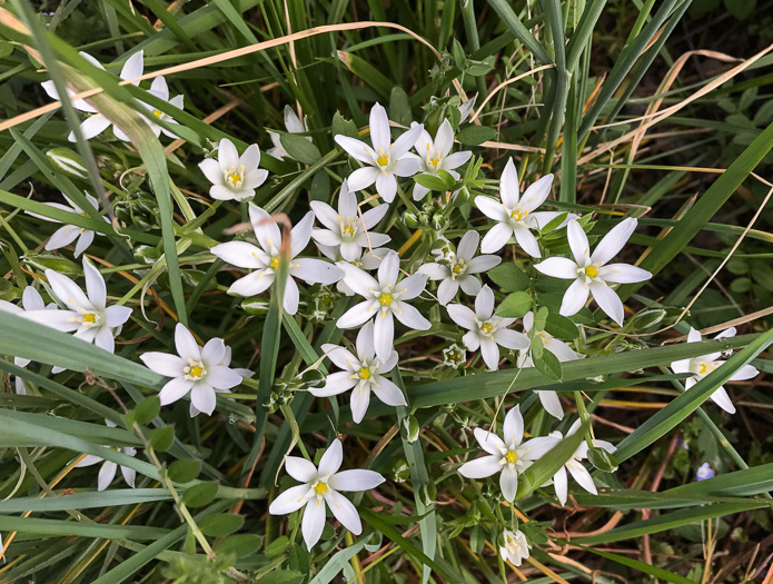 image of Ornithogalum umbellatum ssp. umbellatum, Garden Star-of-Bethlehem, Snowflake, Nap-at-noon