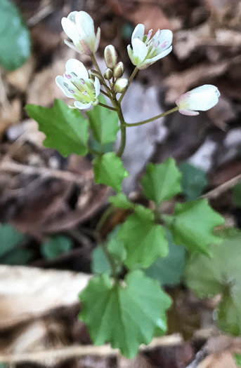 image of Cardamine flagellifera, Large-flowered Blue Ridge Bittercress