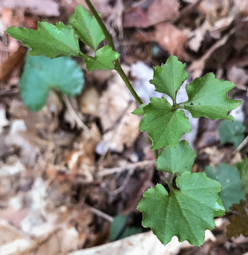 image of Cardamine flagellifera, Large-flowered Blue Ridge Bittercress