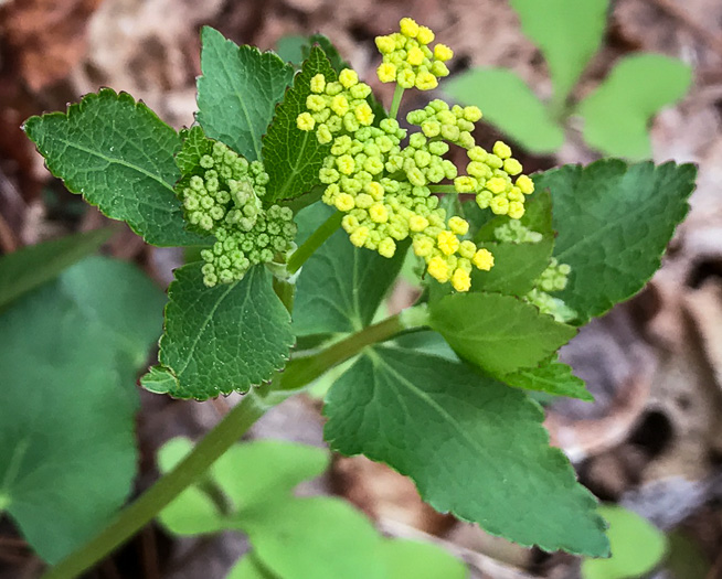 image of Zizia aptera var. aptera, Heartleaf Golden-Alexanders, Heartleaf Alexanders