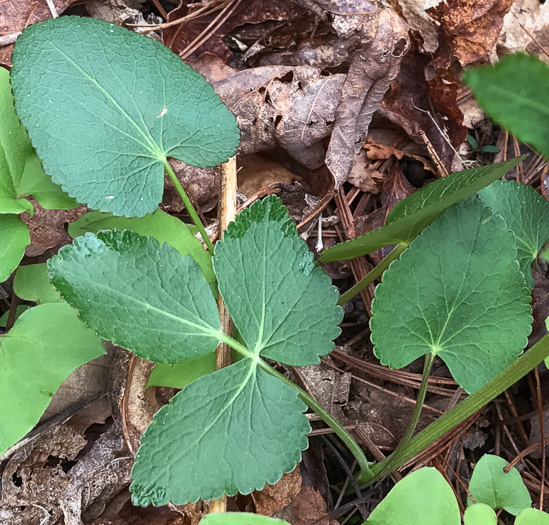 image of Zizia aptera var. aptera, Heartleaf Golden-Alexanders, Heartleaf Alexanders