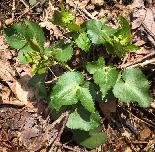 image of Zizia aptera var. aptera, Heartleaf Golden-Alexanders, Heartleaf Alexanders