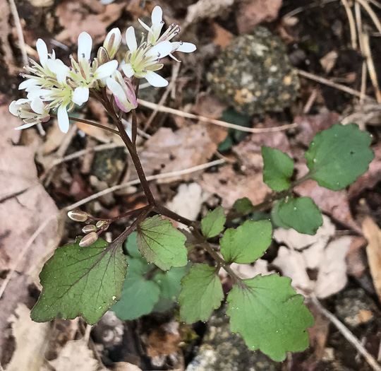 image of Cardamine flagellifera, Large-flowered Blue Ridge Bittercress