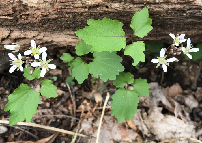 image of Cardamine flagellifera, Large-flowered Blue Ridge Bittercress