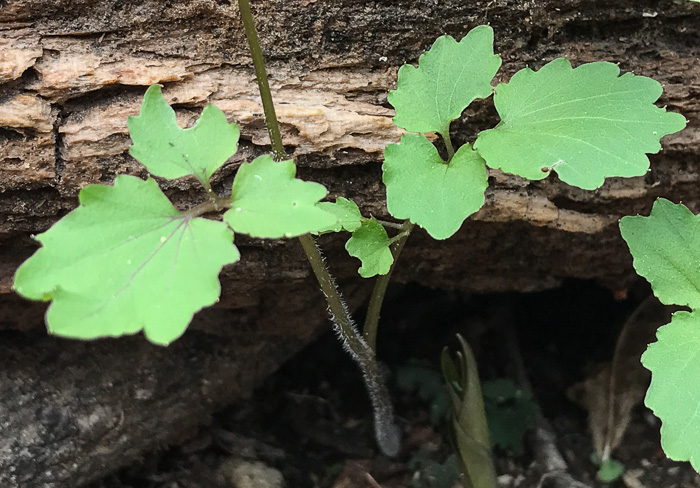 image of Cardamine flagellifera, Large-flowered Blue Ridge Bittercress