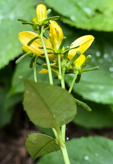 Silphidium latifolium, Broadleaf Tickseed, Broadleaf Coreopsis
