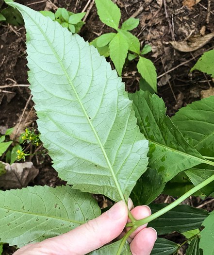 image of Silphidium latifolium, Broadleaf Tickseed, Broadleaf Coreopsis