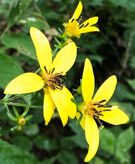 image of Silphidium latifolium, Broadleaf Tickseed, Broadleaf Coreopsis