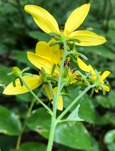 image of Silphidium latifolium, Broadleaf Tickseed, Broadleaf Coreopsis