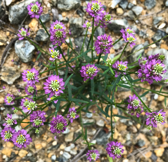 image of Senega curtissii, Curtiss's Milkwort, Appalachian Milkwort