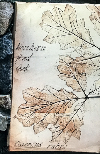 image of Quercus rubra +, Northern Red Oak