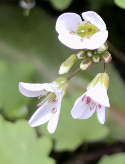 image of Cardamine flagellifera, Large-flowered Blue Ridge Bittercress