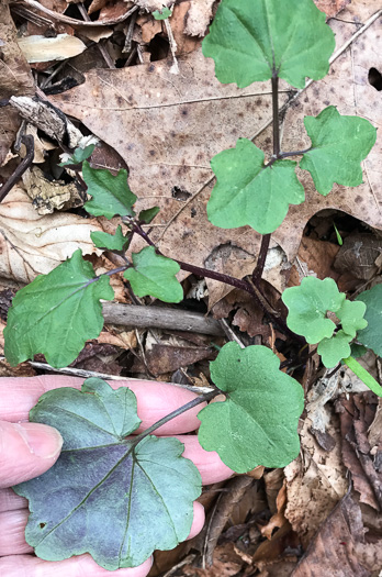 image of Cardamine flagellifera, Large-flowered Blue Ridge Bittercress