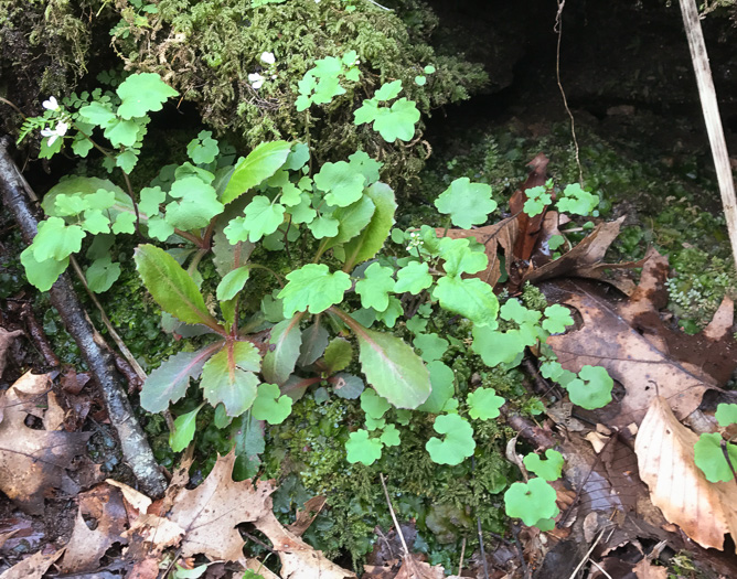 image of Cardamine flagellifera, Large-flowered Blue Ridge Bittercress