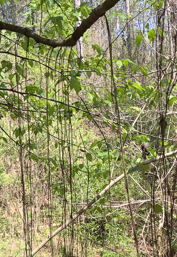image of Vitis rotundifolia, Muscadine, Scuppernong