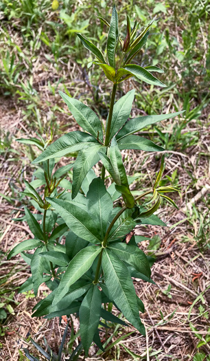 Anacis major, Whorled Coreopsis, Woodland Coreopsis