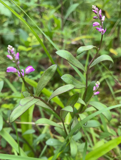 image of Senega polygama, Racemed Milkwort, Bitter Milkwort, Purple Milkwort