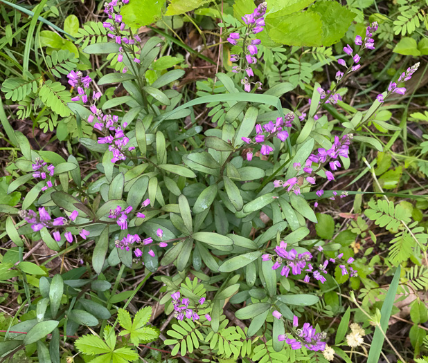 image of Senega polygama, Racemed Milkwort, Bitter Milkwort, Purple Milkwort