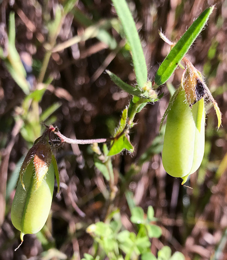 image of Crotalaria sagittalis var. sagittalis, Arrowhead Rattlebox, Common Rattlebox