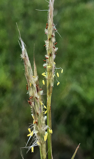 image of Anatherum ternarium, Splitbeard Bluestem, Silvery Bluestem