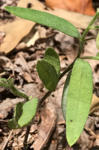 image of Crotalaria sagittalis var. sagittalis, Arrowhead Rattlebox, Common Rattlebox