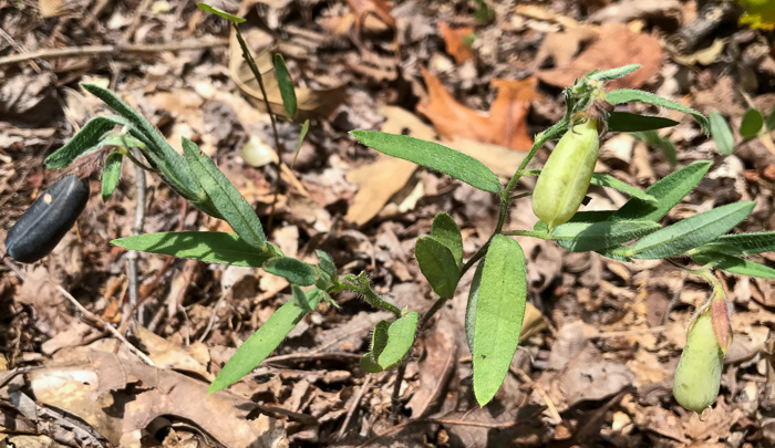 image of Crotalaria sagittalis var. sagittalis, Arrowhead Rattlebox, Common Rattlebox