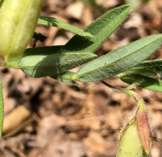 image of Crotalaria sagittalis var. sagittalis, Arrowhead Rattlebox, Common Rattlebox