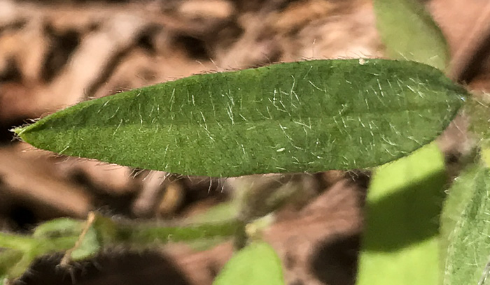 image of Crotalaria sagittalis var. sagittalis, Arrowhead Rattlebox, Common Rattlebox