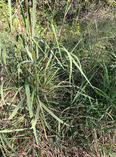 image of Anatherum ternarium, Splitbeard Bluestem, Silvery Bluestem