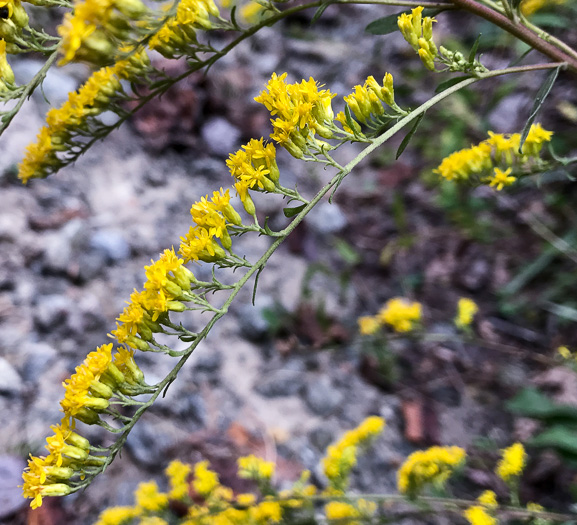 image of Solidago nemoralis, Eastern Gray Goldenrod