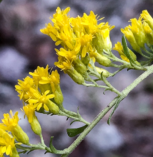 image of Solidago nemoralis, Eastern Gray Goldenrod