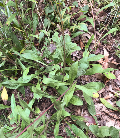 image of Solidago nemoralis, Eastern Gray Goldenrod