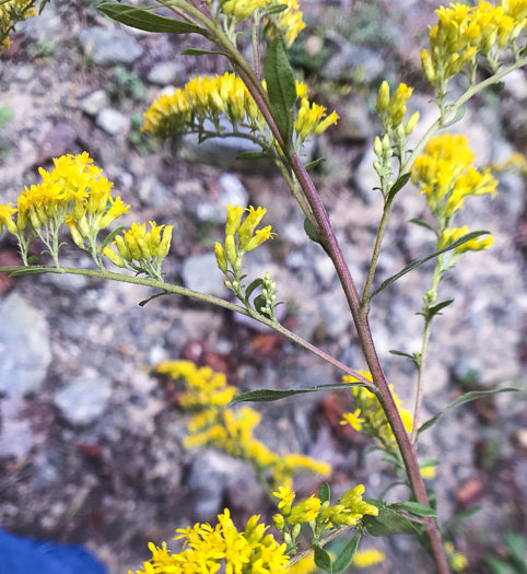 image of Solidago nemoralis, Eastern Gray Goldenrod