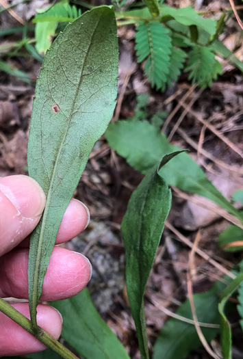 image of Solidago nemoralis, Eastern Gray Goldenrod