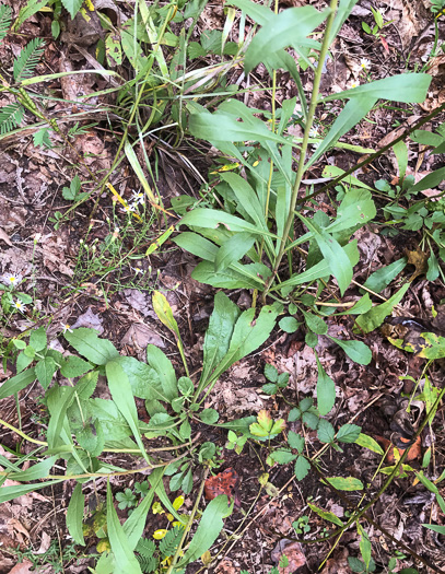 image of Solidago nemoralis, Eastern Gray Goldenrod