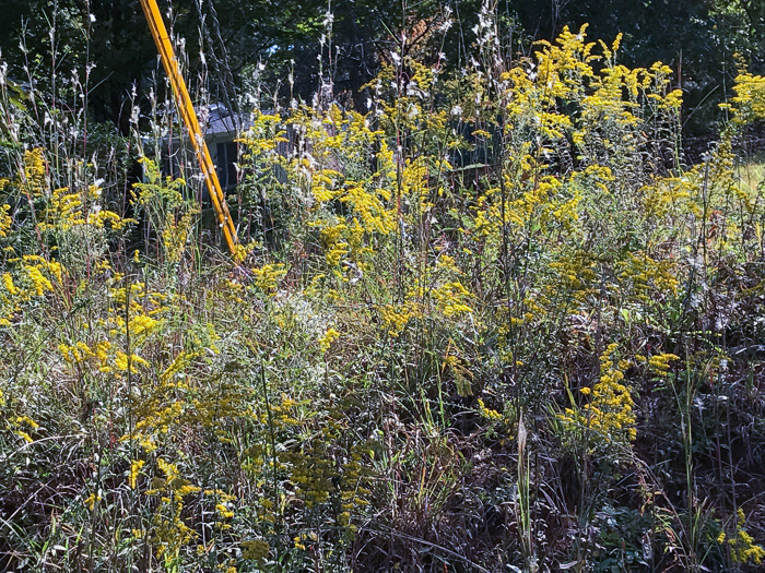 image of Solidago nemoralis, Eastern Gray Goldenrod