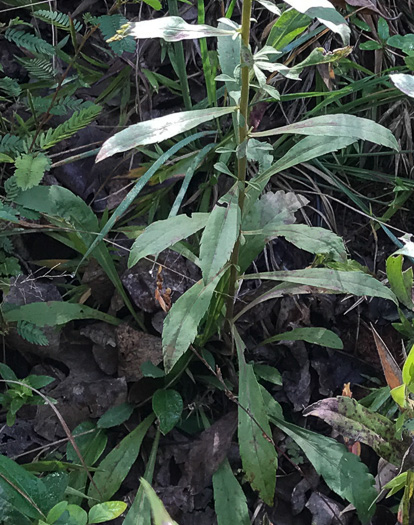image of Solidago nemoralis, Eastern Gray Goldenrod