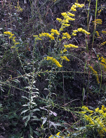 image of Solidago nemoralis, Eastern Gray Goldenrod