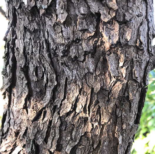 image of Cotinus obovatus, American Smoketree
