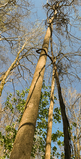 image of Vitis rotundifolia, Muscadine, Scuppernong